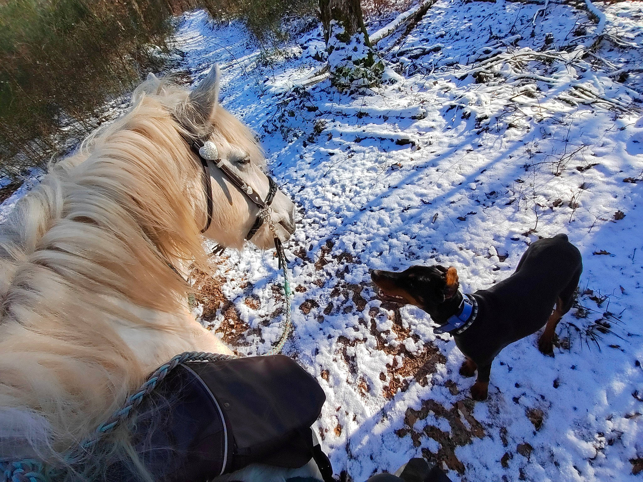 Django participe au concours pour gagner de l'argent avec cette photo : canidae, carnivore, dog, dog_breed, fawn, felidae, freezing, fur, mammal, plant, snout, snow, sporting_group, tail, terrestrial_animal, tree, vertebrate, whiskers, winter, wood