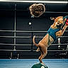 dog, boxing_ring, toy, blue_vest, balance, ball, indoor, black_background, red_toy, curly_hairpiece, pet, playful, animal, sport, action, rope, training, jump, exercise, funny