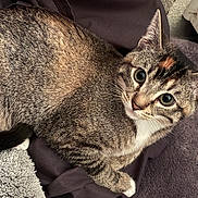 Sapphire is registered to the contest to win money with this photo: animal, blanket, cat, companion, cozy, curious, cute, domestic, ears, eyes, feline, fur, indoor, mammal, paws, pet, resting, sleepy, tabby, whiskers