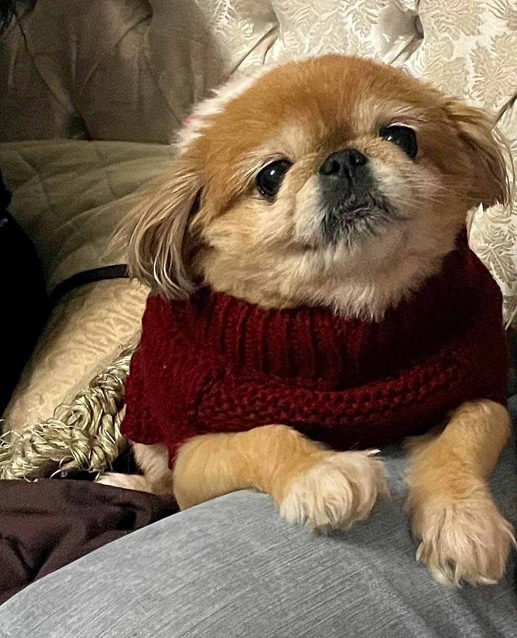Lexi