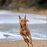Kyoto a rejoint le concours — aidez-le/la à gagner de superbes lots ! action, animal, beach, collar, daylight, dog, ears, happy, jumping, motion, ocean, outdoors, pet, portrait, running, sand, shoreline, sprinting, tongue, waves