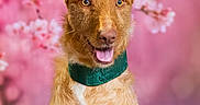 Kyoto participe au concours pour gagner de l'argent avec cette photo : animal, brown_fur, cherry_blossoms, close_up, copper_coat, dog, flower_background, green_collar, happy, large_ears, open_mouth, pet, photography, pink_background, pointed_ears, portrait, sitting, smiling, studio_photo, white_chest