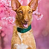 animal, brown_fur, cherry_blossoms, close_up, copper_coat, dog, flower_background, green_collar, happy, large_ears, open_mouth, pet, photography, pink_background, pointed_ears, portrait, sitting, smiling, studio_photo, white_chest