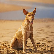 Kyoto a rejoint le concours — aidez-le/la à gagner de superbes lots ! animal, beach, coast, dog, ears, golden_hour, happy, ocean, outdoor, pet, photography, portrait, sand, seaside, shoreline, short_fur, sitting, sunlight, tan_fur, tongue