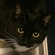 Luna is registered to the contest to win money with this photo: