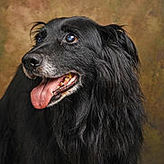 Kenzo a rejoint le concours — aidez-le/la à gagner de superbes lots ! dog, black_dog, portrait, tongue_out, fluffy_coat, pet, animal, friendly, close_up, studio, indoor, canine, muzzle, fur, ears, looking_away, tongue, expression, brown_background, adorable