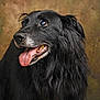 dog, black_dog, portrait, tongue_out, fluffy_coat, pet, animal, friendly, close_up, studio, indoor, canine, muzzle, fur, ears, looking_away, tongue, expression, brown_background, adorable