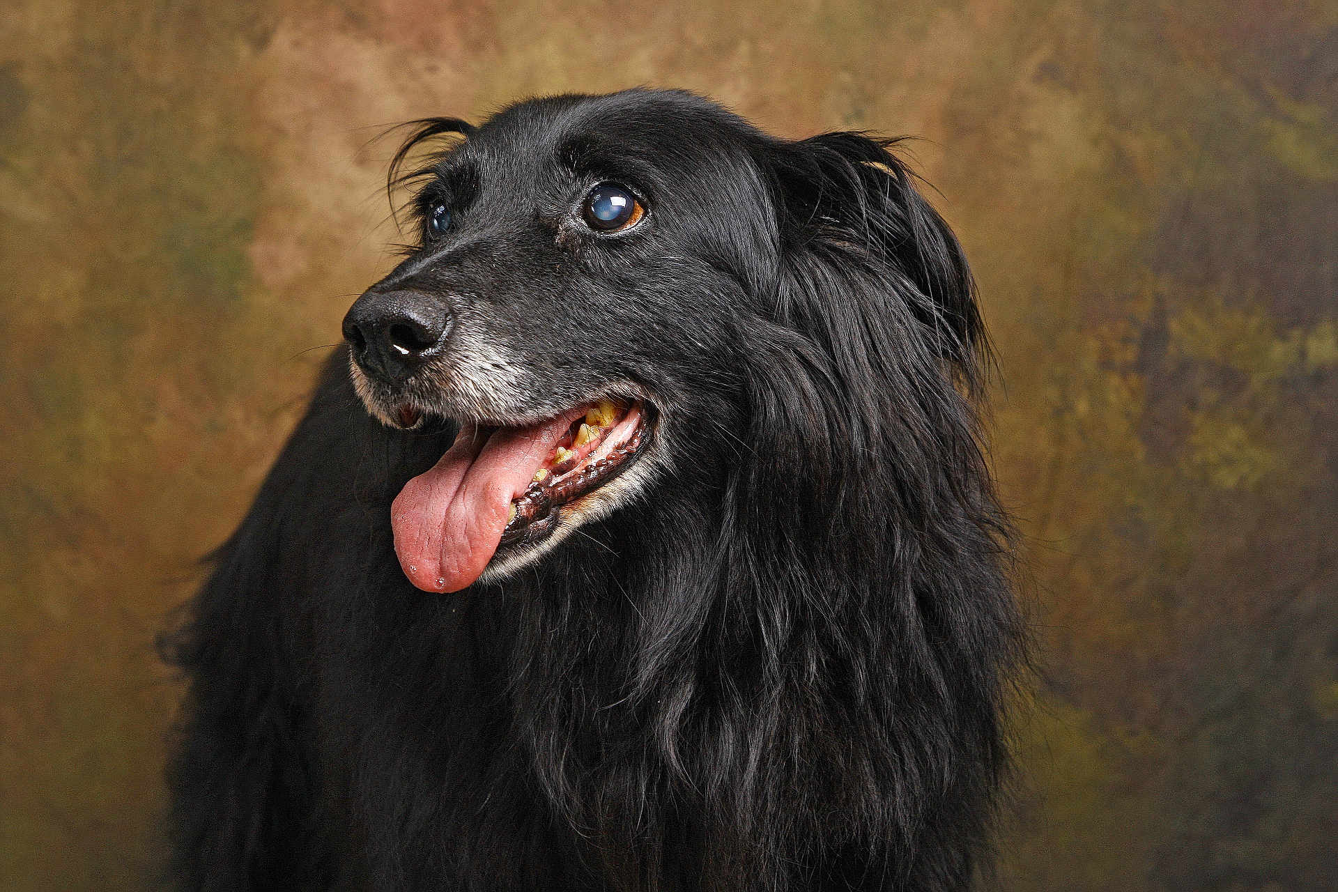 Kenzo a rejoint le concours — aidez-le/la à gagner de superbes lots ! dog, black_dog, portrait, tongue_out, fluffy_coat, pet, animal, friendly, close_up, studio, indoor, canine, muzzle, fur, ears, looking_away, tongue, expression, brown_background, adorable