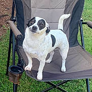 Patches is registered to the contest to win money with this photo: animal, backyard, black_and_white, canine, daylight, dog, four_legs, friendly, fur, grass, head_tilt, leisure, looking_at_camera, nature, outdoor_chair, pet, relaxing, small_dog, summer, tail_up