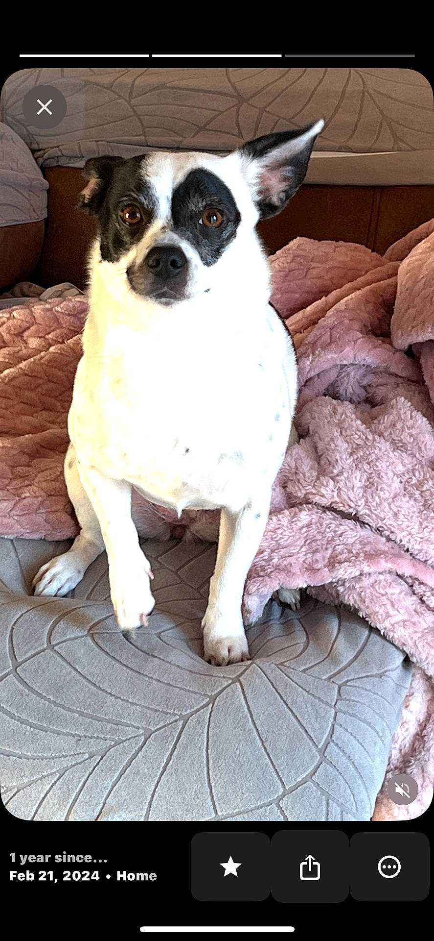 animal, attention, black_and_white, blanket, canine, comfort, cozy, cushion, cute, dog, ears, fur, home, indoor, looking, pet, portrait, resting, sitting, soft