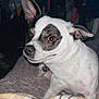 Patches joined the competition — help win amazing prizes! accessories, animal, bodypart, bostonbull, bulldog, canine, chihuahua, dog, frenchbulldog, hound, mouth, person, pet, pitbull, pointer, puppy, strap, terrier, whitedog