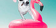 Patches joined the competition — help win amazing prizes! animal, beak, bird, bostonbull, bulldog, canine, chihuahua, dog, figurine, flamingo, frisbee, hound, inflatable, pet, pool, puppy, swimmingpool, toy, tubing, water