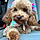 Roxie