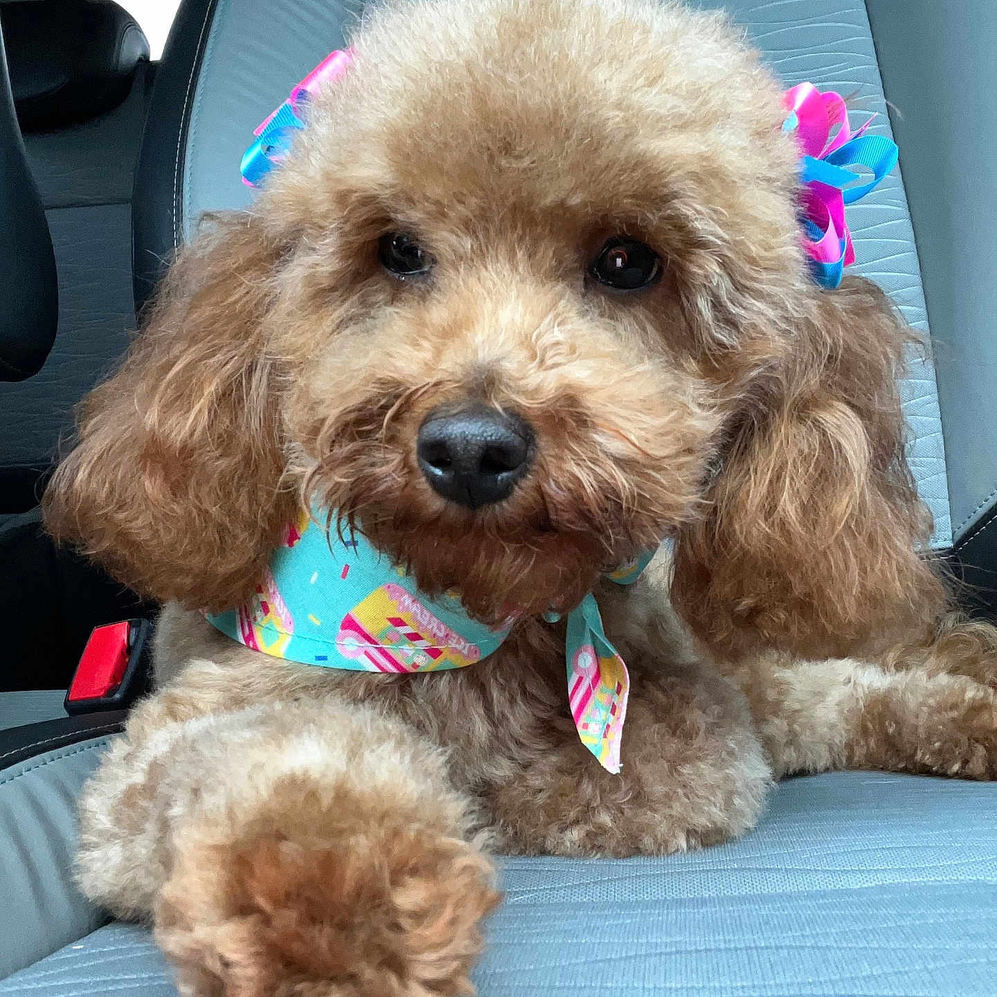 Roxie is registered to the contest to win money with this photo: animal, bow, brown, canine, car_seat, closeup, companion, cute, dog, fluffy, fur, indoor, paw, pet, poodle, portrait, relaxed, scarf, seatbelt, travel
