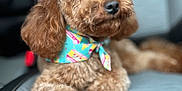 Roxie joined the competition — help win amazing prizes! adorable, animal, bandana, bow, brown, canine, car_seat, close_up, companion, curly_fur, cute, dog, fluffy, fur, indoor, mammal, pet, poodle, portrait, relaxed