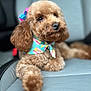 adorable, animal, bandana, bow, brown, canine, car_seat, close_up, companion, curly_fur, cute, dog, fluffy, fur, indoor, mammal, pet, poodle, portrait, relaxed