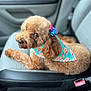 animal, bandana, bow, brown, car_seat, closeup, companion, cozy, cute, dog, domestic_animal, fur, indoor, looking_back, pet, poodle, portrait, resting, seatbelt_buckle, vehicle