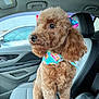 animal, bandana, bow, brown_fur, car_interior, companion, curious, cute, dog, fluffy, indoor, leather_seat, modern_car, pet, poodle, portrait, seat, side_view, travel, window