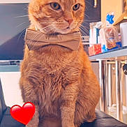 Charly a rejoint le concours — aidez-le/la à gagner de superbes lots ! animal, bow_tie, casual, cat, chair, closeup, cute, domestic_animal, feline, fur, furniture, heart_emoji, indoor, kitchen, love, orange_tabby, pet, portrait, sitting, whiskers