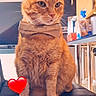 animal, bow_tie, casual, cat, chair, closeup, cute, domestic_animal, feline, fur, furniture, heart_emoji, indoor, kitchen, love, orange_tabby, pet, portrait, sitting, whiskers
