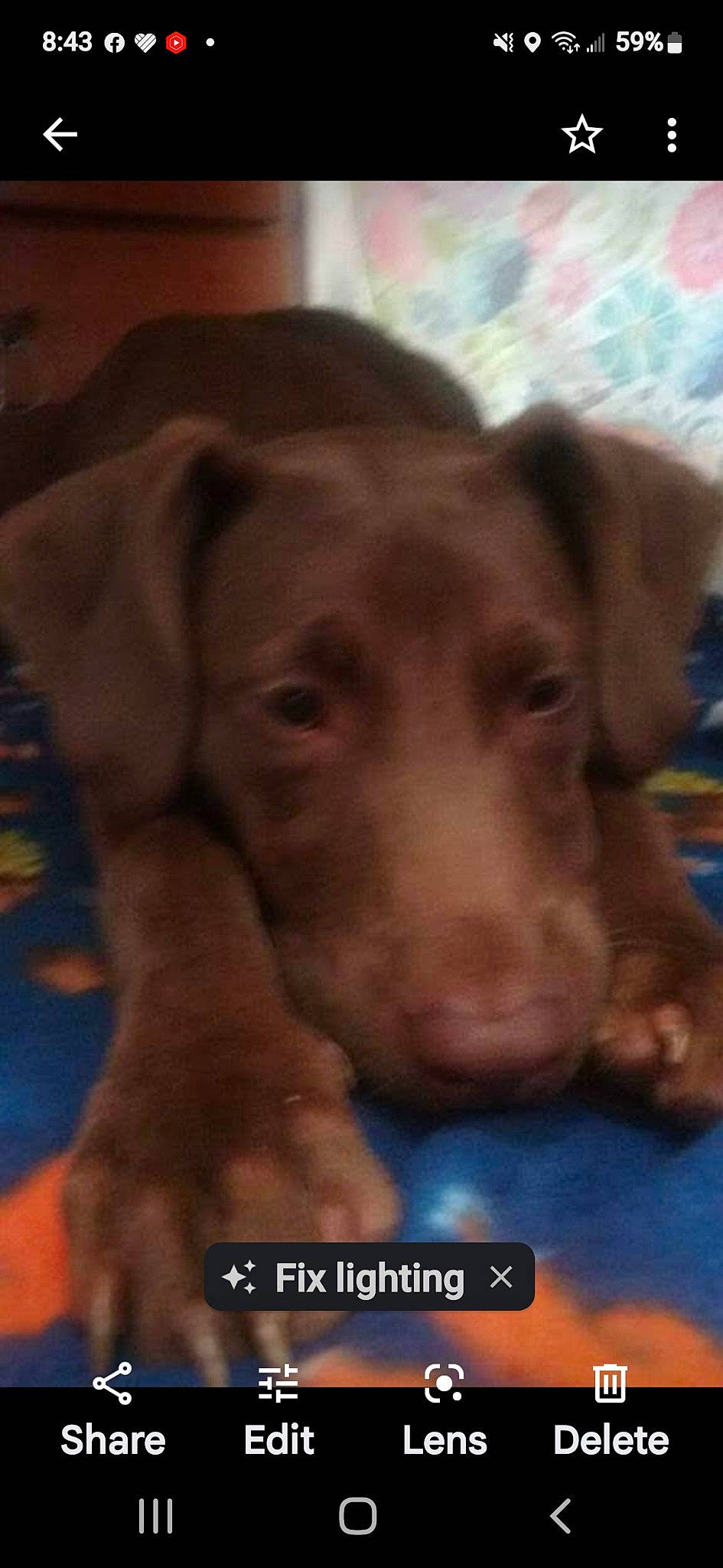 Destiny Strange joined the competition — help win amazing prizes! canidae, carnivore, companion_dog, dog, dog_breed, ear, electric_blue, fawn, fur, hunting_dog, liver, pet_supply, snout, sporting_group, whiskers, working_animal