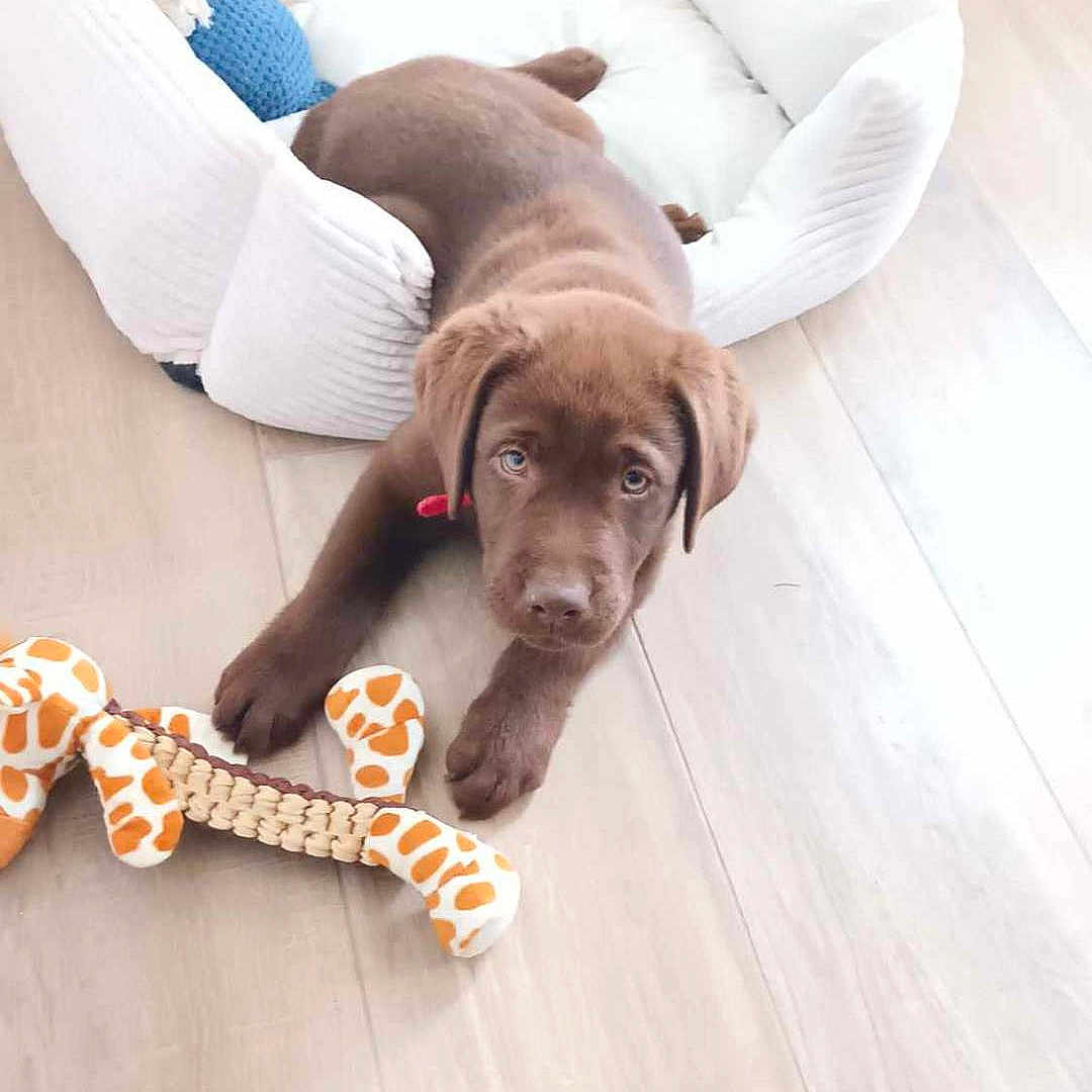 Aïko participe au concours pour gagner de l'argent avec cette photo : adorable, animal, brown, chocolate_lab, cozy, cute, dog, dog_bed, floor, home, indoor, looking_up, pet, pet_toy, playful, puppy, resting, soft_light, toy, young_dog