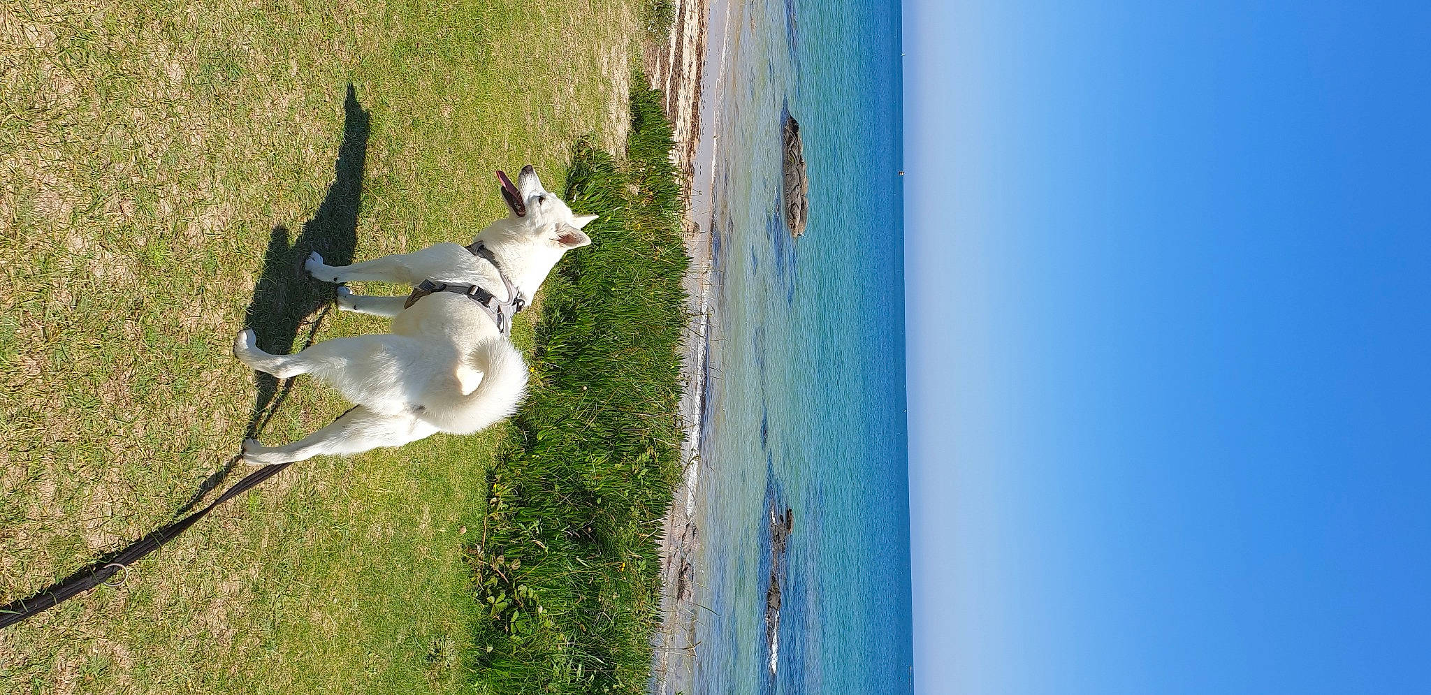 Filou participe au concours pour gagner de l'argent avec cette photo : beach, canidae, carnivore, collar, companion_dog, dog, dog_breed, dog_collar, fawn, grass, lake, leash, plant, recreation, sky, sporting_group, tail, tree, water, wood