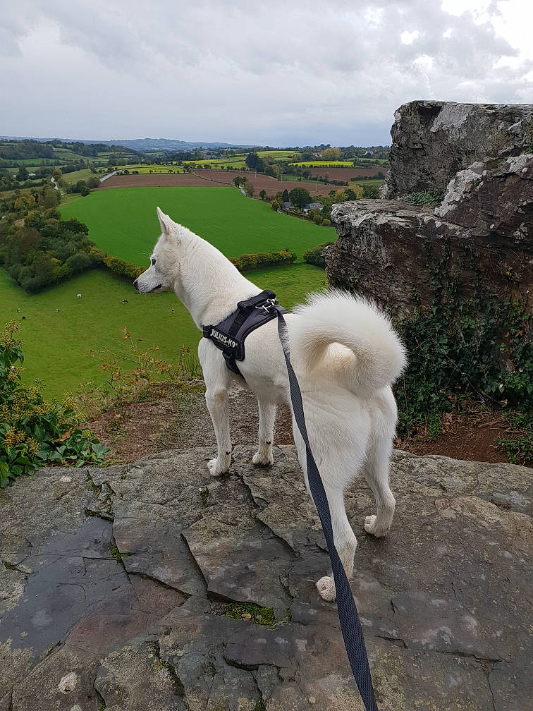 Filou a rejoint le concours — aidez-le/la à gagner de superbes lots ! adventure, canidae, carnivore, cloud, collar, companion_dog, cumulus, dog, dog_breed, grass, landscape, leash, pet_supply, plant, rock, sky, sporting_group, tail, tree, working_animal