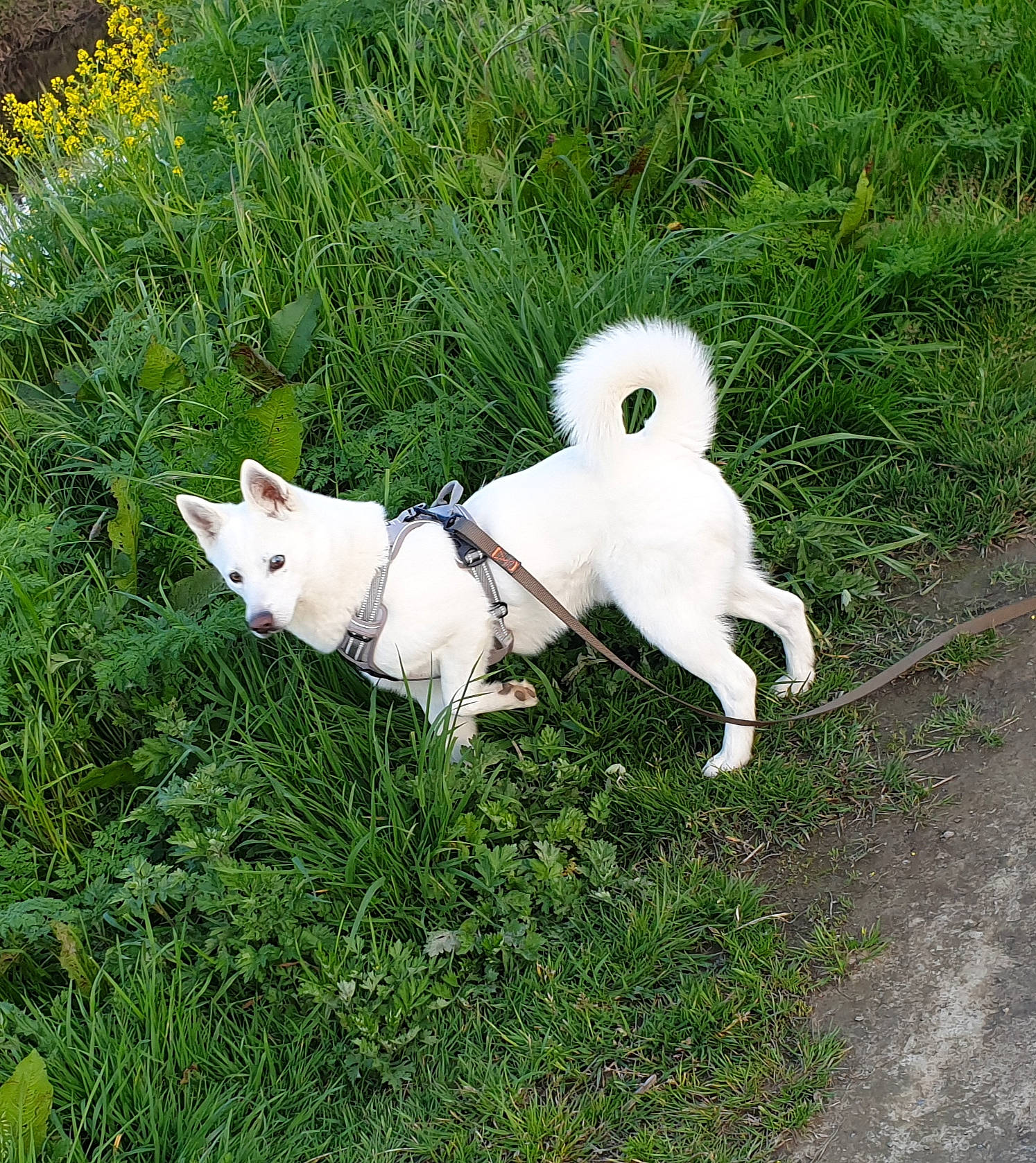 Filou participe au concours pour gagner de l'argent avec cette photo : canidae, carnivore, companion_dog, dog, dog_breed, fawn, felidae, fur, grass, pasture, plant, shrub, small_to_medium_sized_cats, snout, sporting_group, tail, terrestrial_animal, wildlife, working_animal, working_terrier