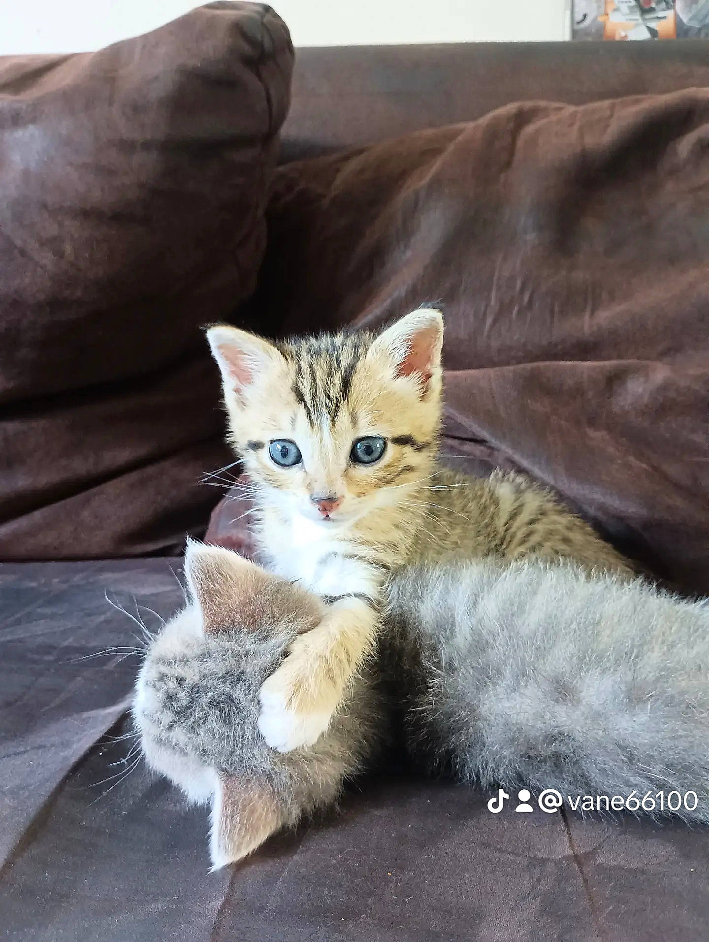 Vaiana participe au concours pour gagner de l'argent avec cette photo : carnivore, cat, cat_furniture, cat_supply, claw, comfort, couch, domestic_short_haired_cat, fawn, felidae, fur, paw, pillow, sitting, small_to_medium_sized_cats, snout, tail, throw_pillow, whiskers, wood