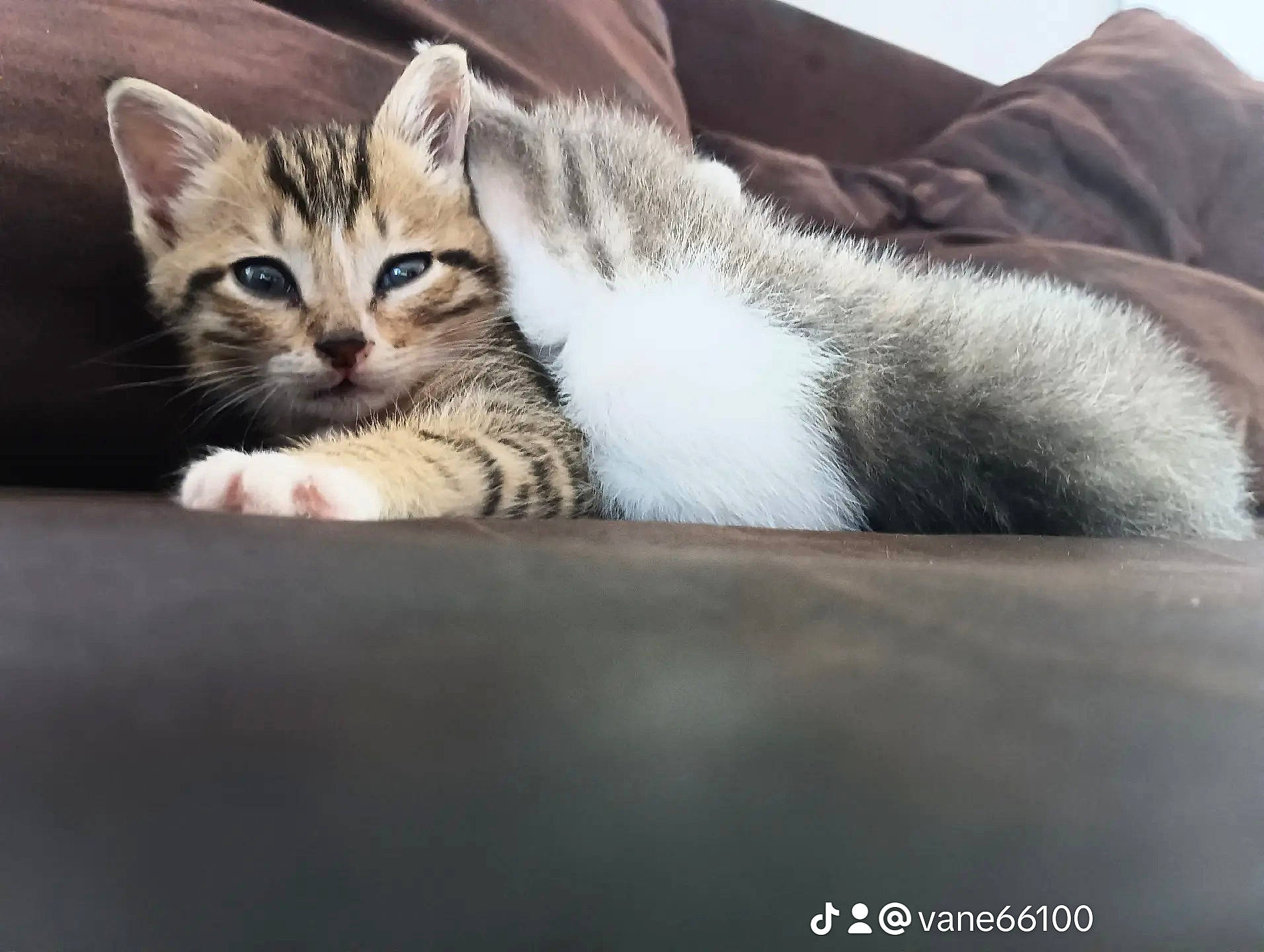 Vaiana participe au concours pour gagner de l'argent avec cette photo : bored, carnivore, cat, cat_supply, claw, comfort, domestic_short_haired_cat, felidae, fur, nap, paw, plant, sitting, sleep, small_to_medium_sized_cats, tail, tree, whiskers, window