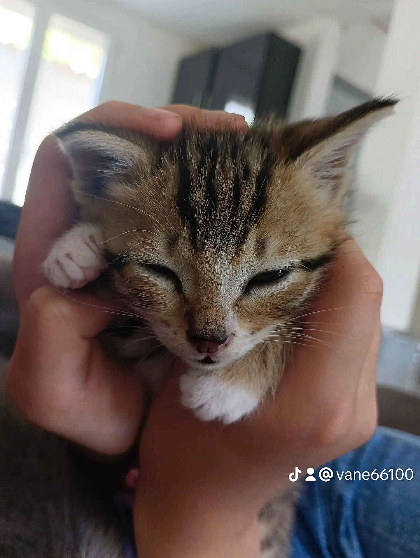 Vaiana a rejoint le concours — aidez-le/la à gagner de superbes lots ! carnivore, cat, claw, comfort, domestic_short_haired_cat, felidae, finger, fur, gesture, human_leg, nail, paw, small_to_medium_sized_cats, whiskers, window