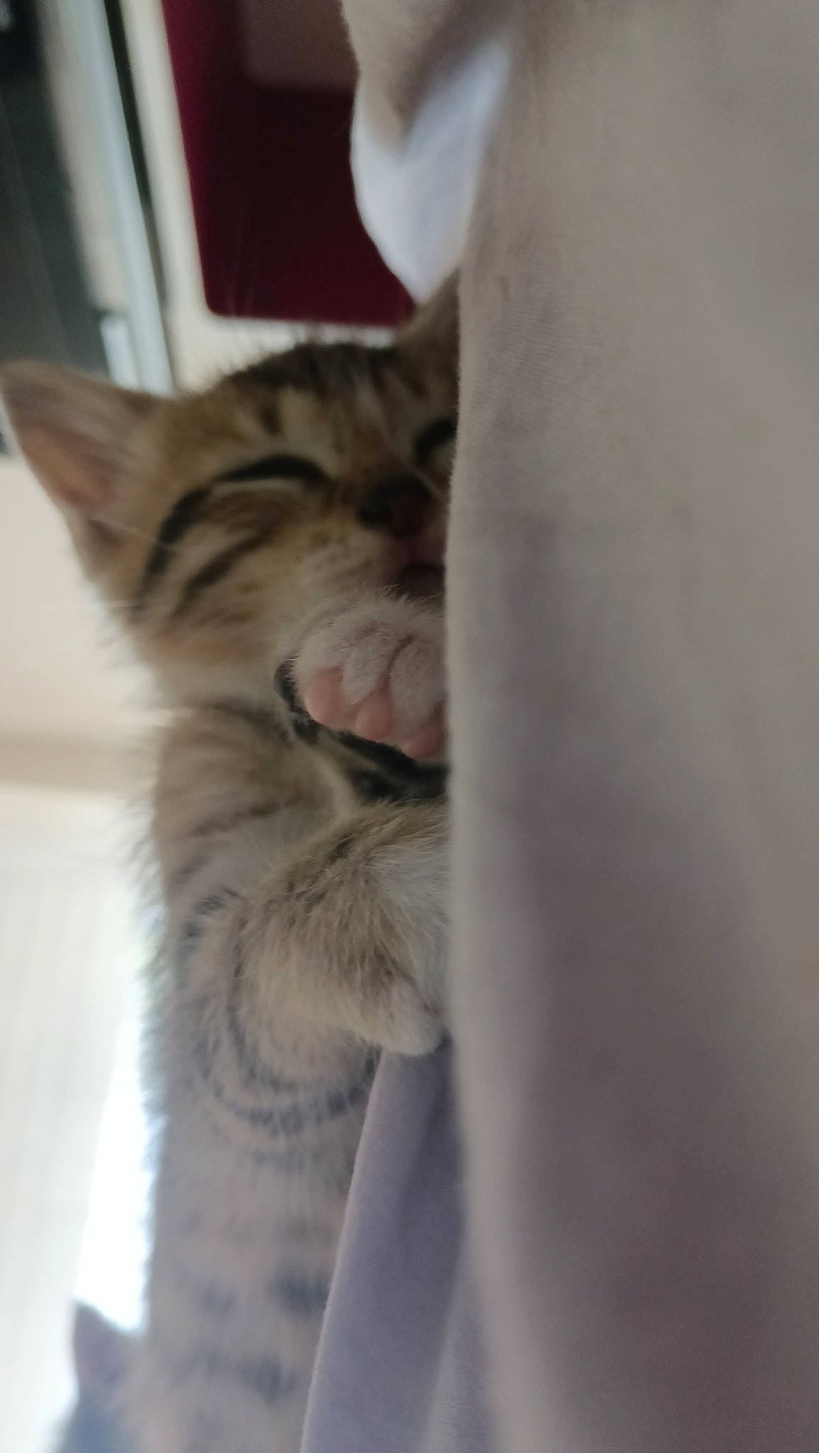 Vaiana participe au concours pour gagner de l'argent avec cette photo : carnivore, cat, claw, comfort, domestic_short_haired_cat, felidae, fur, grey, paw, small_to_medium_sized_cats, tail, terrestrial_animal, whiskers, wildlife