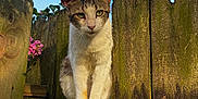 Oliver joined the competition — help win amazing prizes! cat, animal, pet, fence, wood, outdoor, nature, flower, greenery, sunlight, daytime, curious, whiskers, ears, fur, paws, sitting, closeup, portrait, peaceful