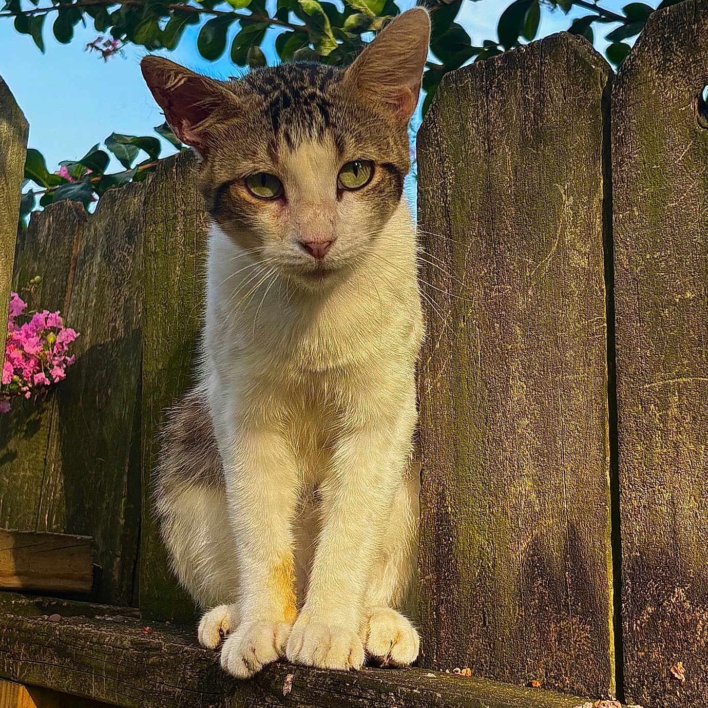 Oliver joined the competition — help win amazing prizes! animal, cat, closeup, curious, daytime, ears, fence, flower, fur, greenery, nature, outdoor, paws, peaceful, pet, portrait, sitting, sunlight, whiskers, wood