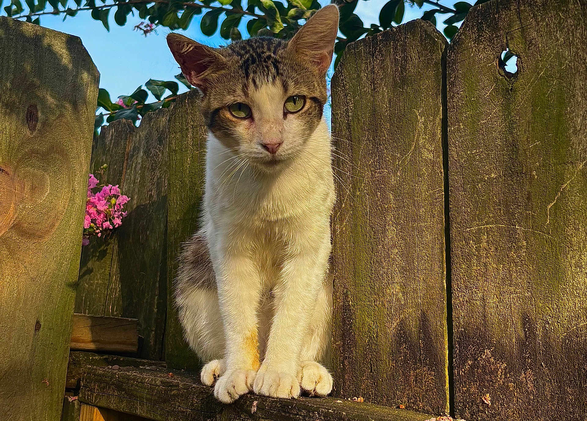 Oliver joined the competition — help win amazing prizes! cat, animal, pet, fence, wood, outdoor, nature, flower, greenery, sunlight, daytime, curious, whiskers, ears, fur, paws, sitting, closeup, portrait, peaceful