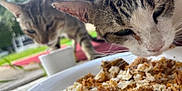 Oliver is registered to the contest to win money with this photo: animal, blurred_background, cat, closeup, curious, daylight, eating, food, fur, grass, nature, nose, outdoor, pet, plate, sniffing, tabby_cat, two_cats, whiskers, white_plate