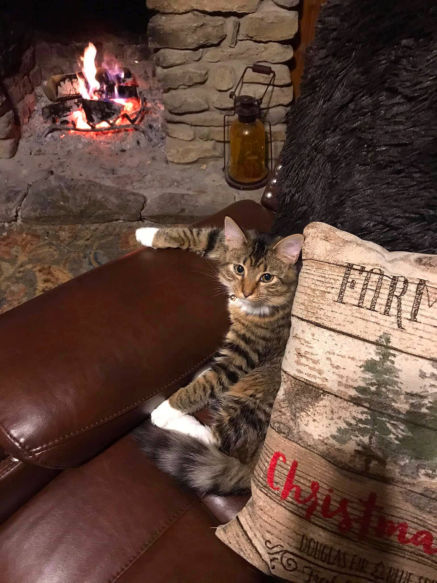 Aggie is registered to the contest to win money with this photo: amber, brown, carnivore, cat, couch, domestic_short_haired_cat, felidae, fire, fireplace, flame, fur, hearth, heat, leather, living_room, small_to_medium_sized_cats, sofa_bed, studio_couch, tan, whiskers