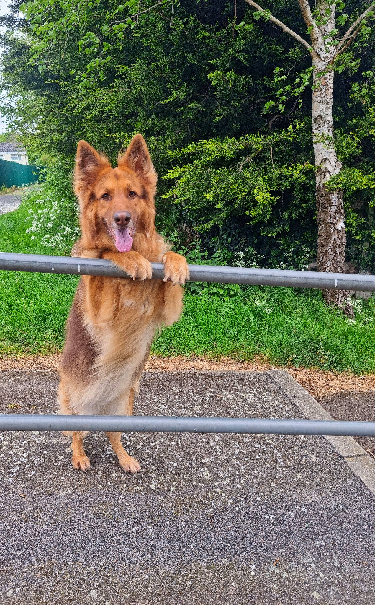 Kyra is registered to the contest to win money with this photo: canidae, carnivore, collar, companion_dog, dog, dog_breed, dog_supply, east_european_shepherd, fawn, german_shepherd_dog, herding_dog, king_shepherd, leash, old_german_shepherd_dog, pet_supply, plant, snout, sporting_group, tail, tree