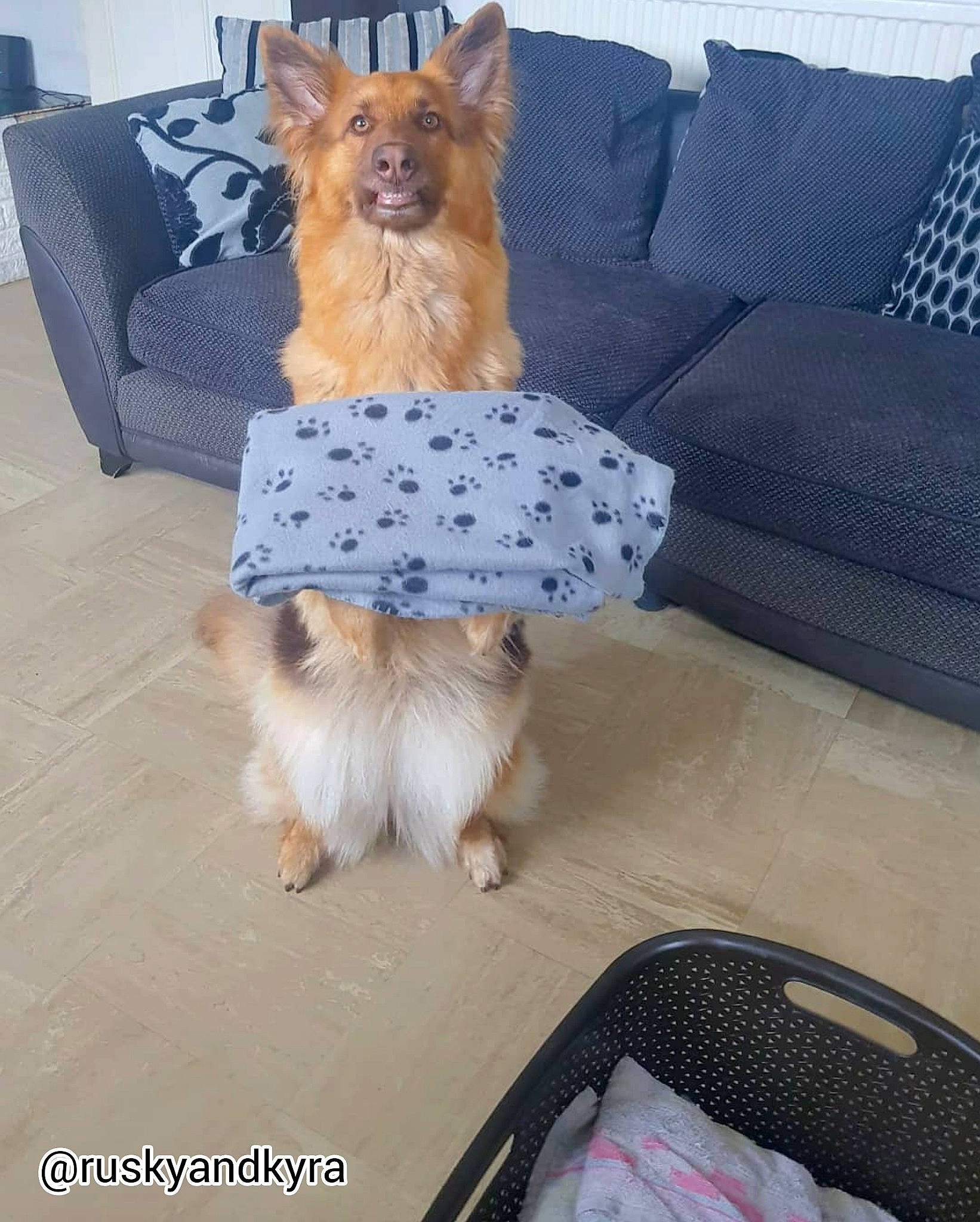 Kyra joined the competition — help win amazing prizes! carnivore, comfort, companion_dog, couch, dog, dog_breed, dog_clothes, dog_supply, fawn, felidae, flooring, fur, living_room, party_hat, pillow, small_to_medium_sized_cats, tail, terrier, throw_pillow, toy_dog