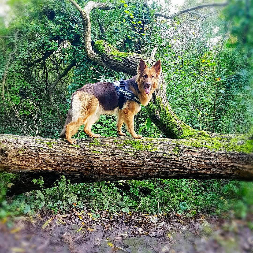 Kyra is registered to the contest to win money with this photo: branch, canidae, carnivore, companion_dog, dog, dog_breed, fawn, forest, fox, german_shepherd_dog, grass, people_in_nature, plant, snout, sporting_group, tail, terrestrial_animal, tree, trunk, wood