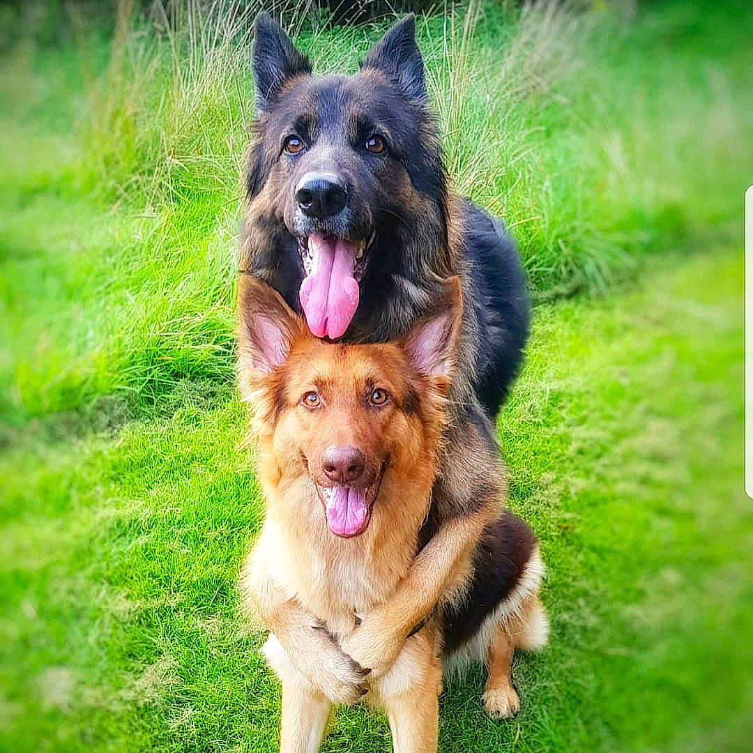 Kyra joined the competition — help win amazing prizes! canidae, carnivore, companion_dog, dog, dog_breed, german_shepherd_dog, grass, guard_dog, herding_dog, king_shepherd, old_german_shepherd_dog, plant, snout, sporting_group, wildlife, working_dog