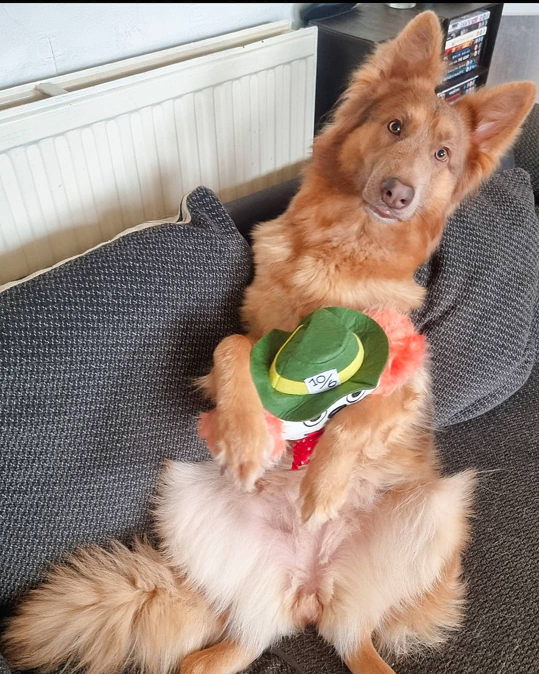 Esme joined the competition — help win amazing prizes! carnivore, companion_dog, dog, dog_breed, dog_supply, fawn, felidae, fox, fur, herding_dog, liver, mammal, paw, pet_supply, small_to_medium_sized_cats, snout, sporting_group, tail, vertebrate, whiskers