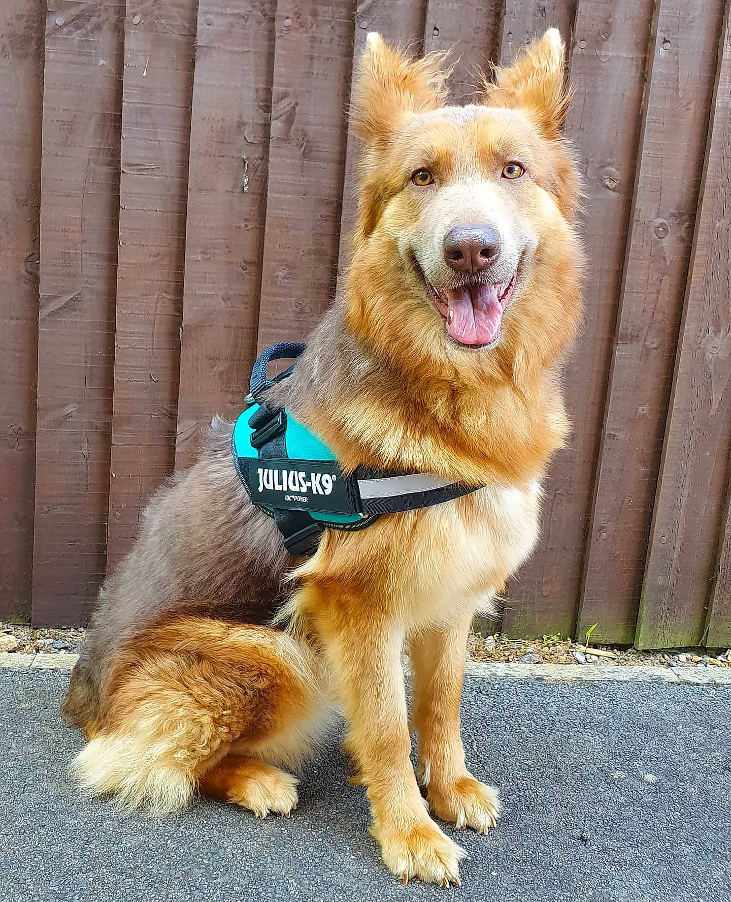 Esme joined the competition — help win amazing prizes! ancient_dog_breeds, canidae, carnivore, collar, companion_dog, dog, dog_breed, dog_collar, dog_supply, fashion_accessory, fawn, fur, leash, paw, pet_supply, snout, sporting_group, tail, working_animal, working_dog