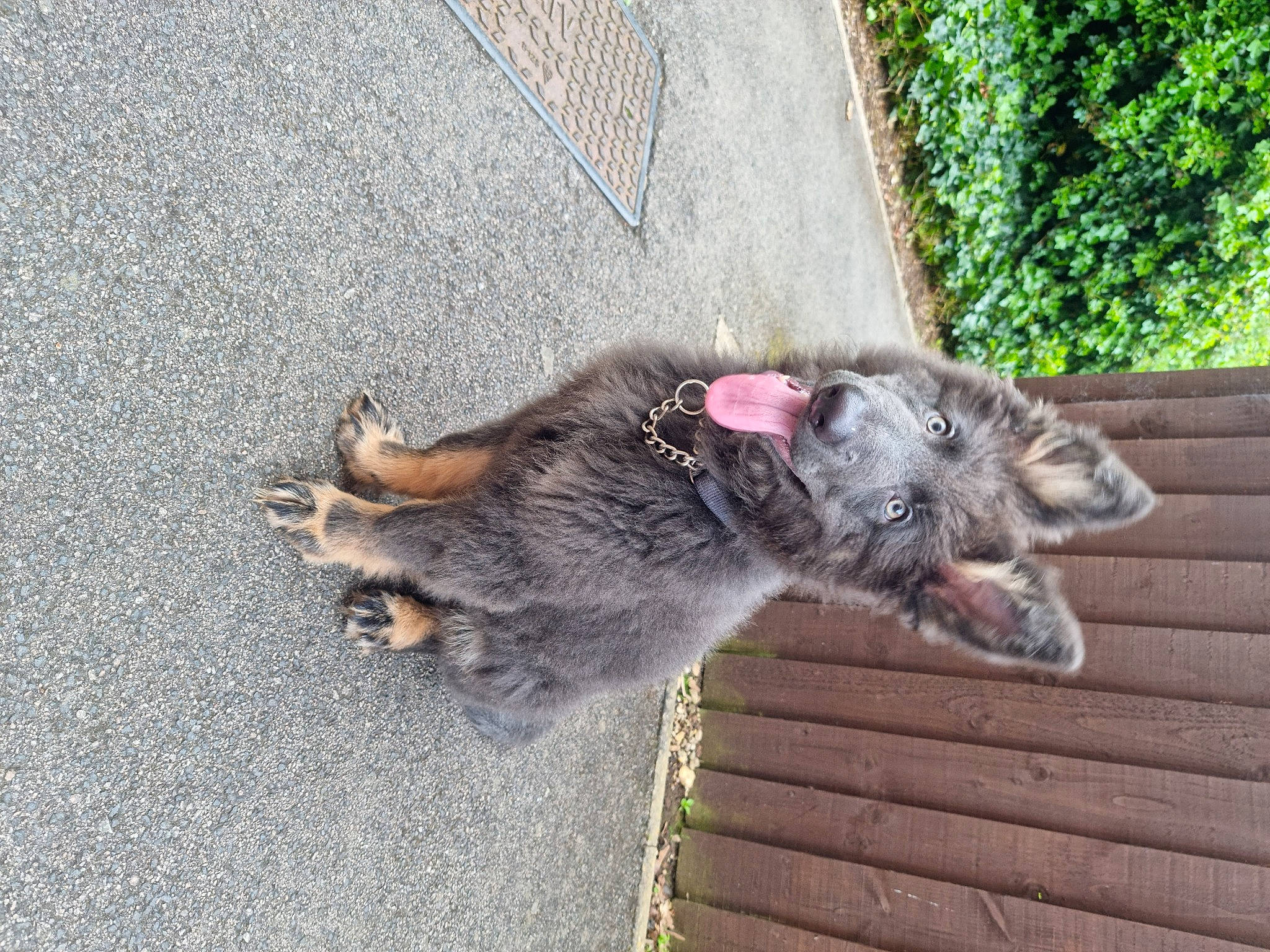 Blue joined the competition — help win amazing prizes! asphalt, canidae, carnivore, collar, companion_dog, dog, dog_breed, fawn, fur, plant, road_surface, snout, sporting_group, tail, terrestrial_animal, working_animal, working_dog