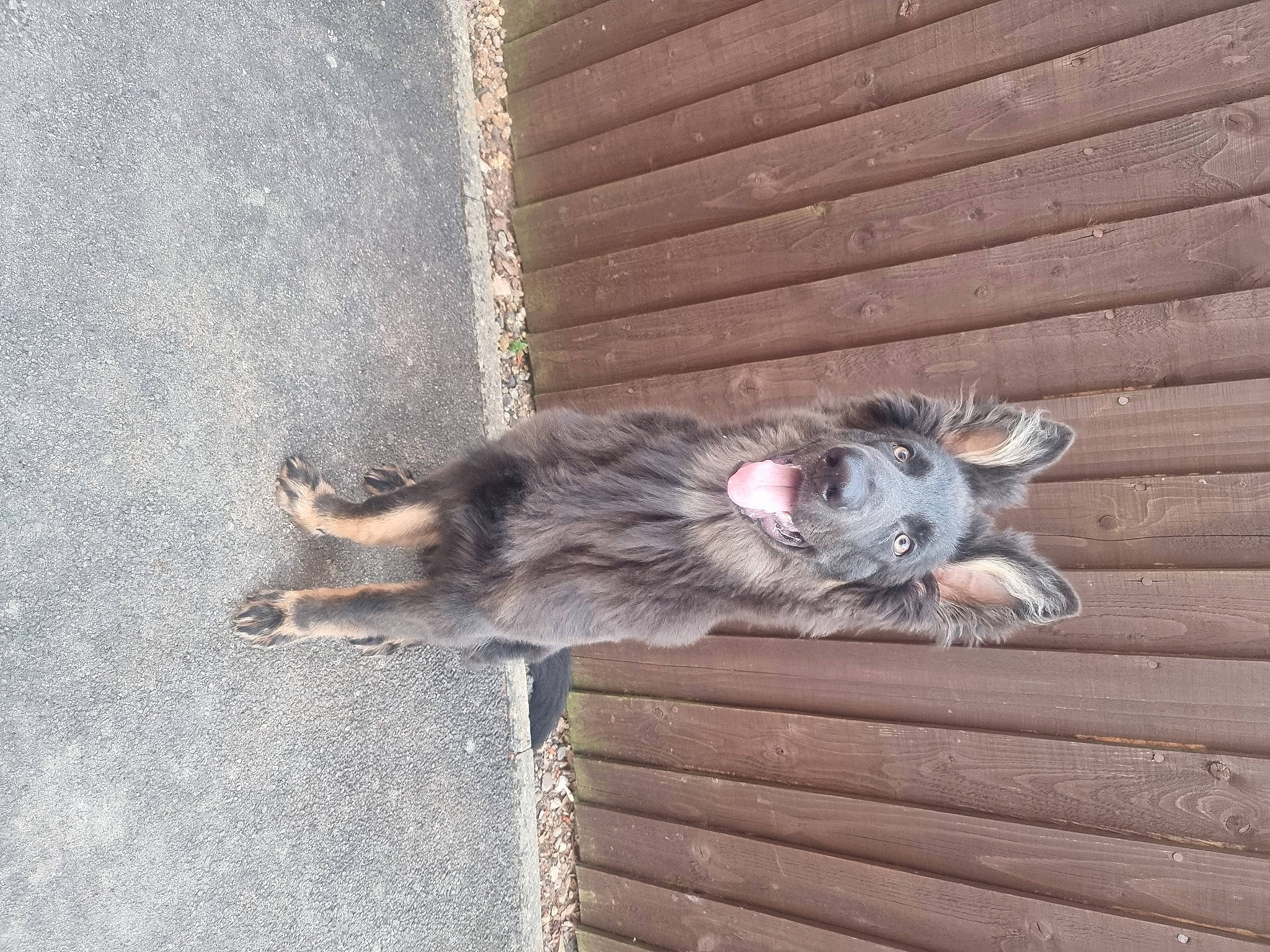 Blue joined the competition — help win amazing prizes! asphalt, carnivore, cat, claw, concrete, dog_breed, domestic_short_haired_cat, felidae, foot, fur, grey, hardwood, paw, road_surface, small_to_medium_sized_cats, snout, sporting_group, tail, whiskers, wood