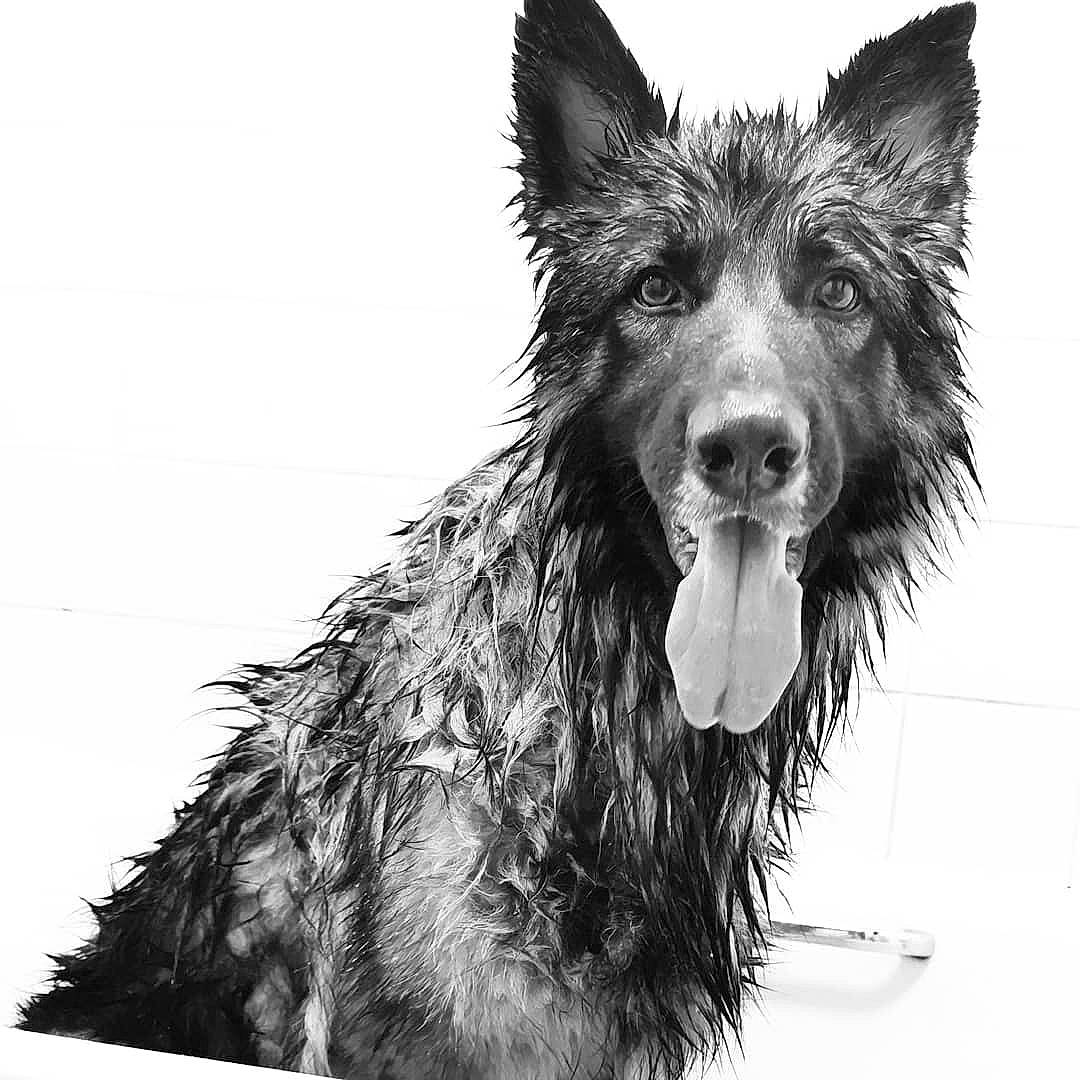 Rusky joined the competition — help win amazing prizes! art, canidae, carnivore, companion_dog, dog, dog_breed, fur, hair, head, liver, monochrome, monochrome_photography, rectangle, small_terrier, snout, sporting_group, terrier, water_dog, whiskers, working_dog