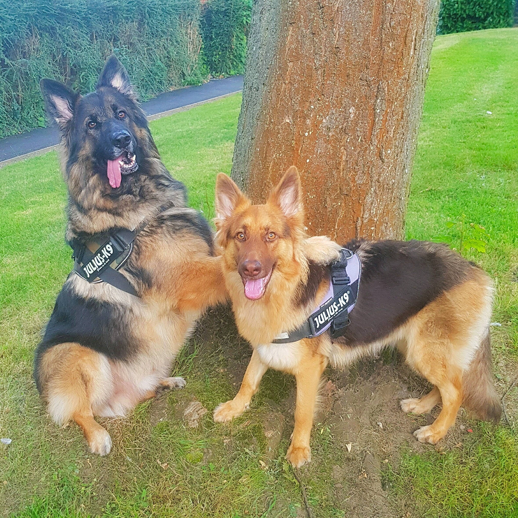 Rusky is registered to the contest to win money with this photo: carnivore, collar, companion_dog, dog, dog_breed, dog_supply, east_european_shepherd, fawn, german_shepherd_dog, grass, herding_dog, king_shepherd, law_enforcement, old_german_shepherd_dog, pet_supply, plant, tail, tree, trunk, working_dog