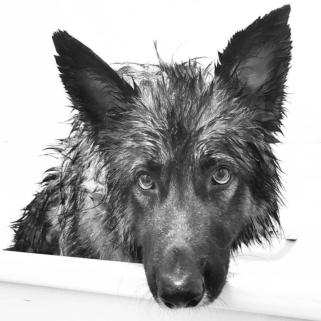 Rusky joined the competition — help win amazing prizes! art, canidae, carnivore, companion_dog, dog, dog_breed, drawing, eye, fur, head, herding_dog, monochrome, monochrome_photography, snout, sporting_group, stock_photography, street_dog, whiskers, wildlife, working_dog