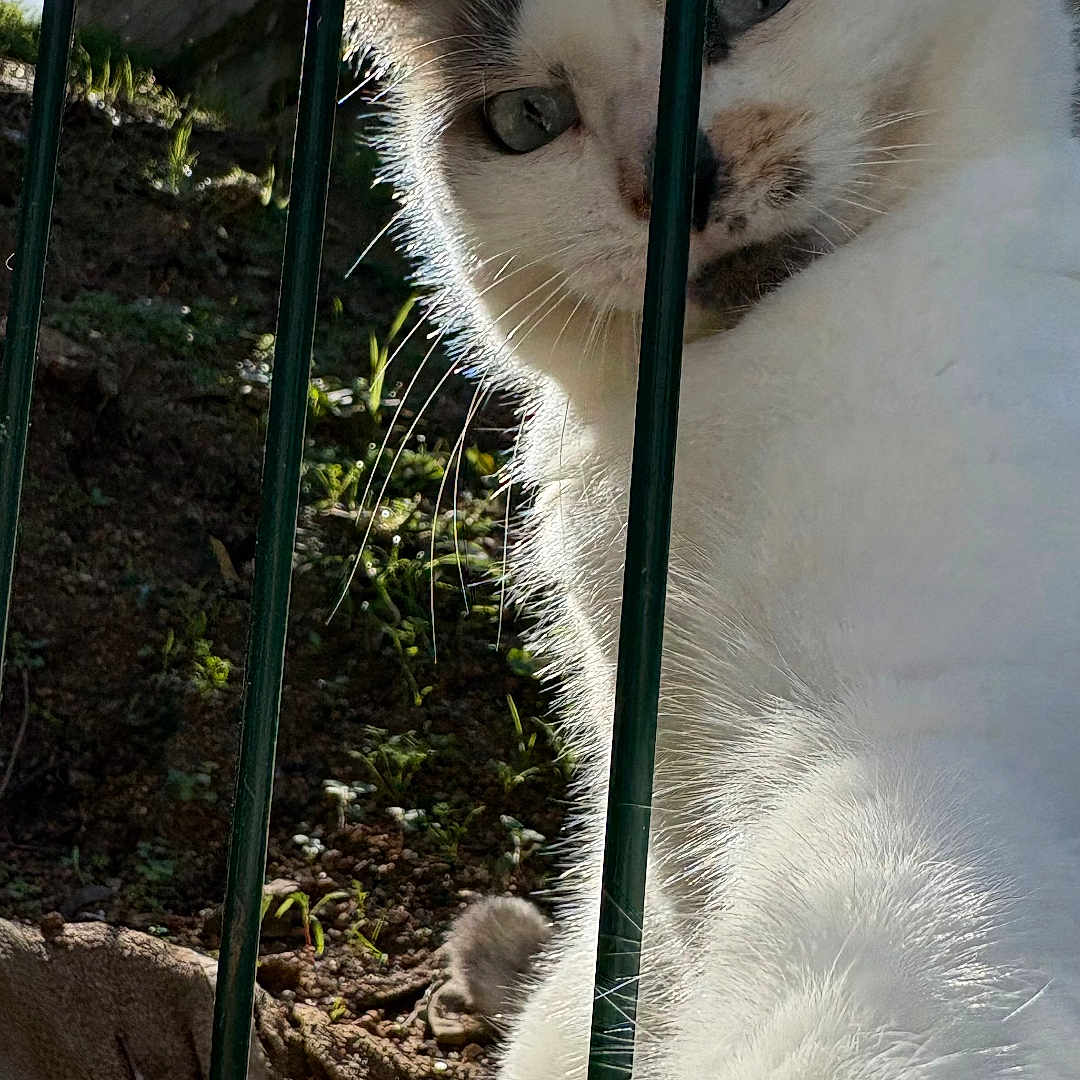 Ghjughju participe au concours pour gagner de l'argent avec cette photo : abyssinian, angora, animal, cat, den, egyptiancat, fence, garden, indoors, kitten, manx, nature, outdoors, pet, railing, siamese, slate, soil, white